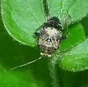 Henrylygus ultranubilus - photo 3