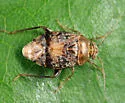 Henrylygus ultranubilus - photo 4