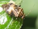 Henrylygus ultranubilus - photo 5