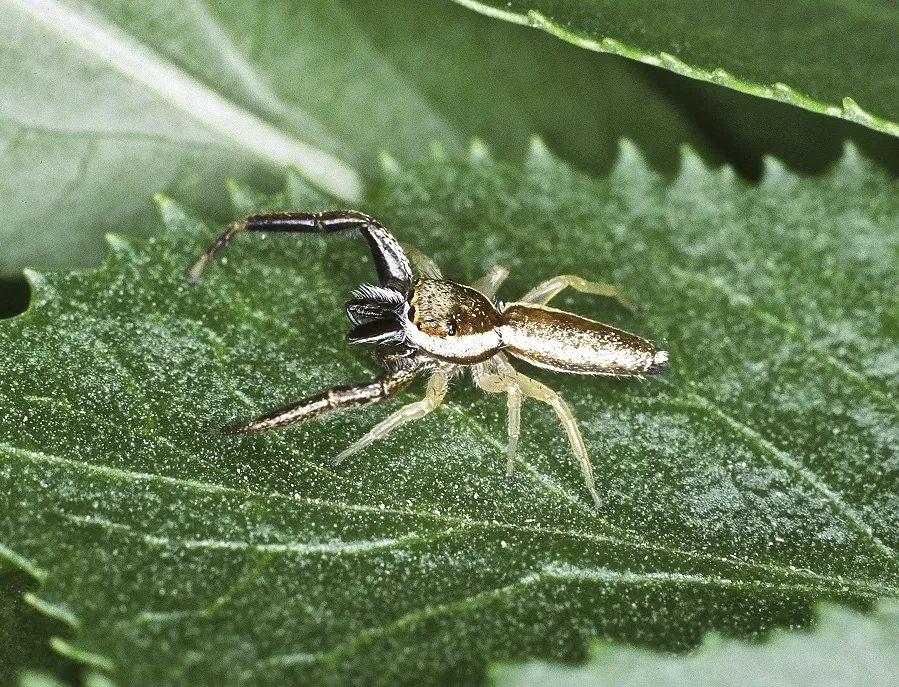 Hentzia alamosa - photo 2