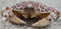 Calico Crab