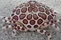 Calico Crab - photo 2
