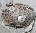 Calico Crab - photo 3