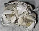 Calico Crab - photo 4