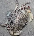 Calico Crab - photo 5