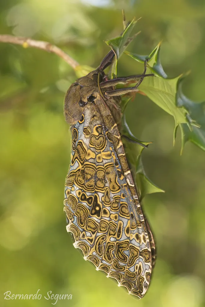 Ghost Moths - photo 2