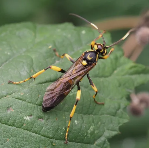 Hepiopelmus variegatorius