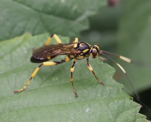 Hepiopelmus variegatorius - photo 2