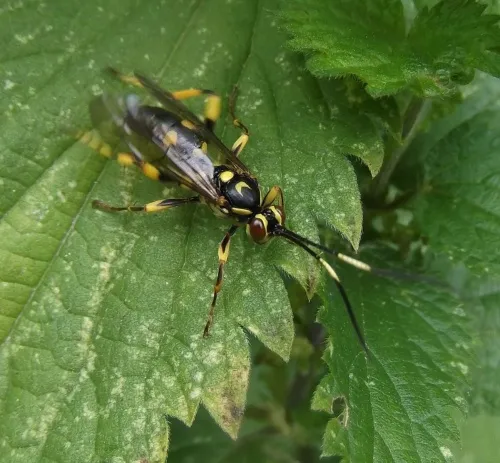 Hepiopelmus variegatorius - photo 3