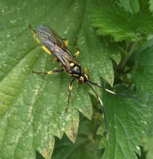 Hepiopelmus variegatorius - photo 4