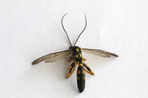Hepiopelmus variegatorius - photo 5