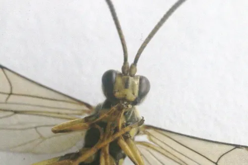 Hepiopelmus variegatorius - photo 6
