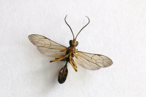 Hepiopelmus variegatorius - photo 8