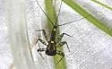 Heptagenia marginalis - photo 4