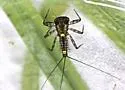 Heptagenia marginalis - photo 5