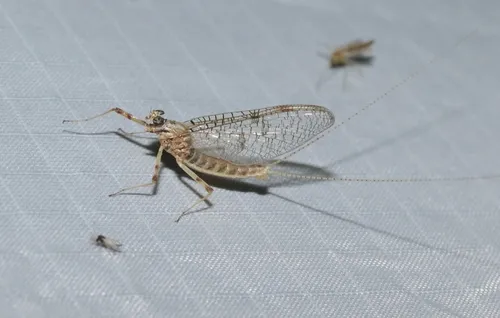 Flatheaded Mayflies - photo 2