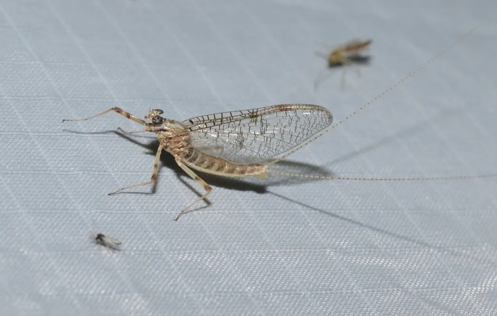 Flatheaded Mayflies - photo 3