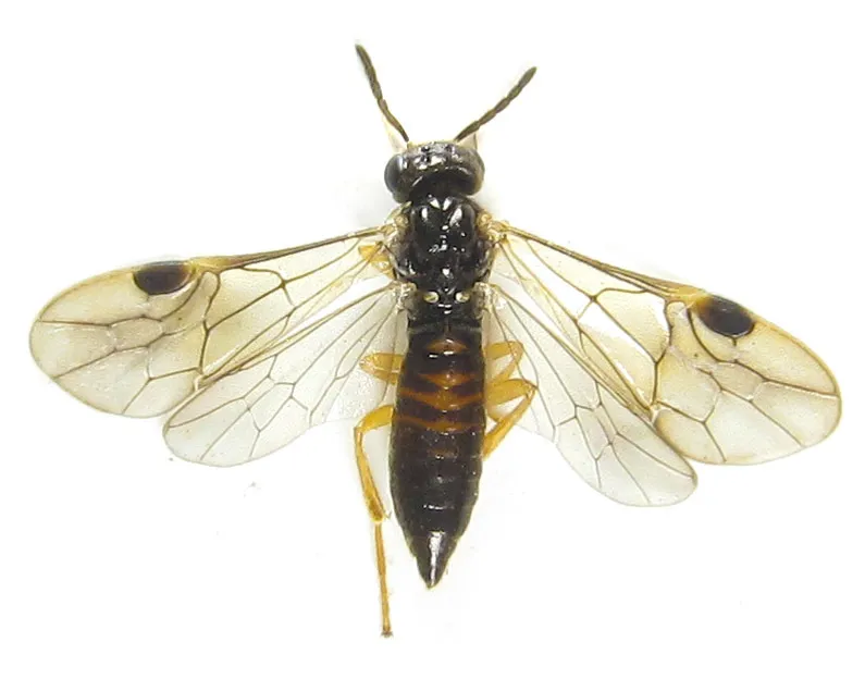 Shorthorn Sawflies - photo 3