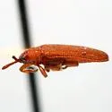 Heptispa brevicornis - photo 2