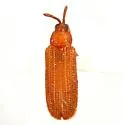 Heptispa brevicornis - photo 4