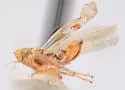 Hepzygina aprica - photo 2