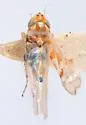 Hepzygina aprica - photo 3