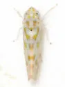 Hepzygina milleri
