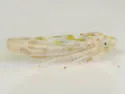 Hepzygina milleri - photo 2