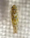 Hepzygina milleri - photo 3