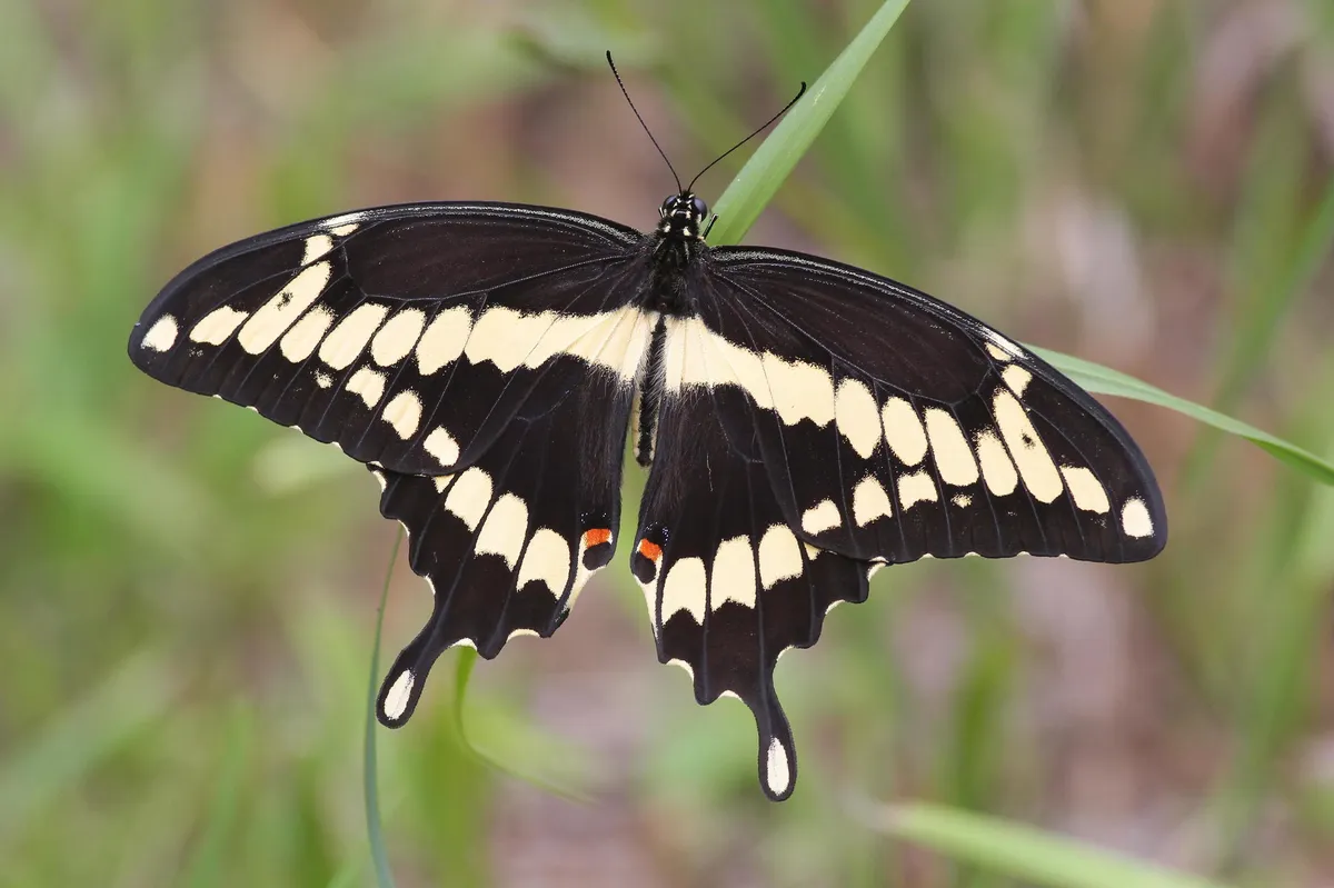 Eastern Giant Swallowtail - photo 3