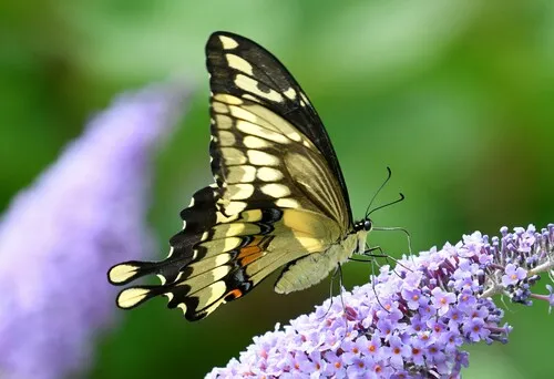 Eastern Giant Swallowtail - photo 5