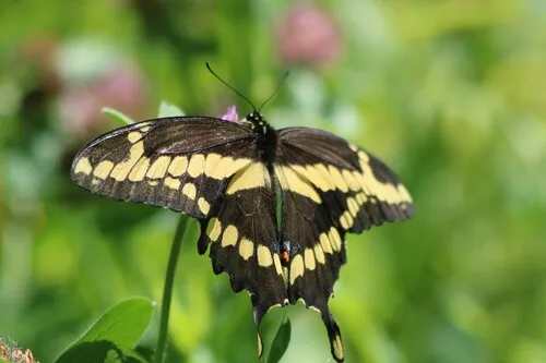Eastern Giant Swallowtail - photo 7