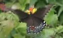 Broad-banded Swallowtail - Hodges#4173