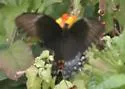 Broad-banded Swallowtail - Hodges#4173 - photo 2