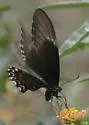 Broad-banded Swallowtail - Hodges#4173 - photo 3