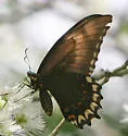 Broad-banded Swallowtail - Hodges#4173 - photo 5