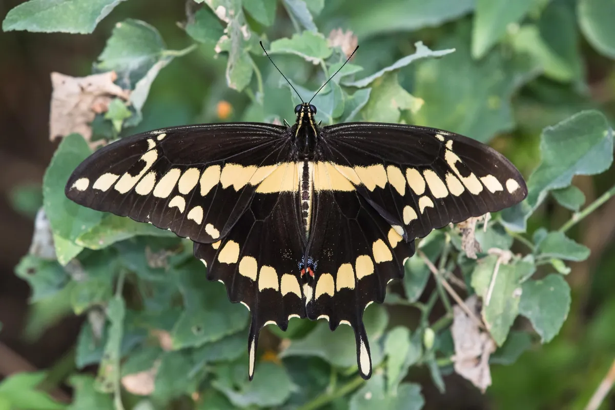 Western Giant Swallowtail - photo 3