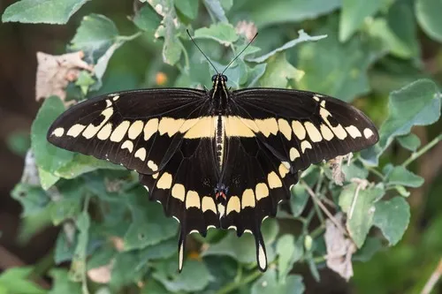 Western Giant Swallowtail - photo 4