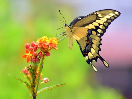 Western Giant Swallowtail - photo 6
