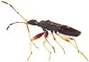 Heraeus new-species-a-az
