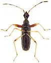 Heraeus new-species-a-az - photo 2