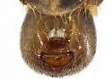 Heraeus new-species-a-az - photo 3