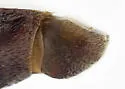 Heraeus new-species-a-az - photo 4