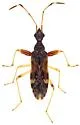 Heraeus new-species-a-az - photo 5