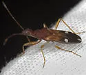 Heraeus triguttatus - photo 2