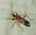 Heraeus triguttatus - photo 3