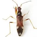 Heraeus triguttatus - photo 4