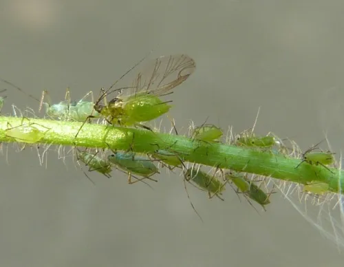 Herb Bennet Aphid - photo 2