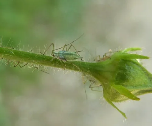 Herb Bennet Aphid - photo 3