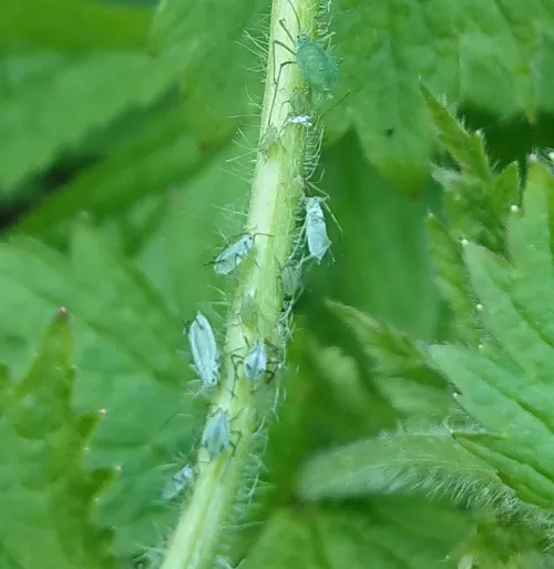 Herb Bennet Aphid - photo 4